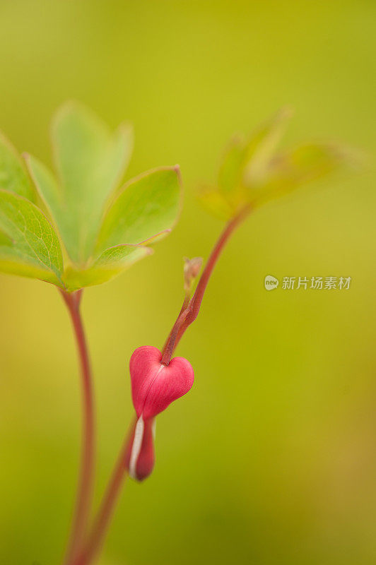 近景“血心”(Dicentra Spectabilis)春天在花园里开花